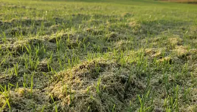 Hydroseeding grass seedlings emerging on new lawn in Sacramento, CA by Chop Chop Landscaping