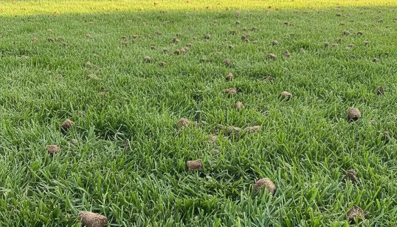 Healthy Sacramento lawn recovering after professional aeration treatment by Chop Chop Landscaping